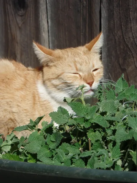 Ginger Orange